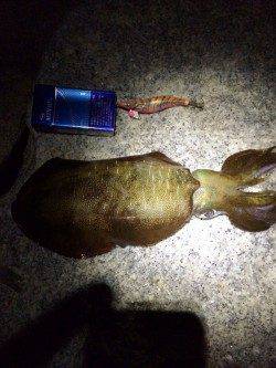 東二見で570gのナイスサイズのアオリイカ♪