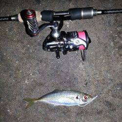 舞洲でのアジング、今晩は少し渋め