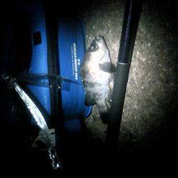 エコパークでウキ釣り、メバル・ガシラの釣果