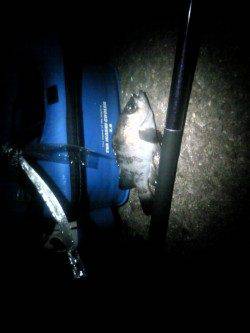 エコパークでウキ釣り、メバル・ガシラの釣果