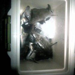 エコパークでウキ釣り、メバル・ガシラの釣果