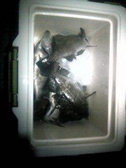 エコパークでウキ釣り、メバル・ガシラの釣果