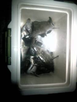 エコパークでウキ釣り、メバル・ガシラの釣果…