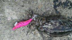 着底から数回のシャクリでググっと、コウイカ3バイ