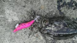 着底から数回のシャクリでググっと、コウイカ…