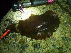 アジュール舞子～西舞子　エギングでアオリイカのキロオーバー！