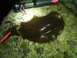 アジュール舞子～西舞子　エギングでアオリイ…