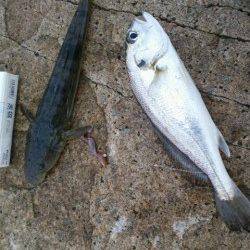 網干港で投げ釣り、アカイソメに魚種豊富なアタリ♪