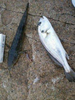 網干港で投げ釣り、アカイソメに魚種豊富なアタリ♪