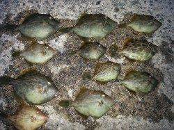 アジュール舞子～西舞子　サビキ＆ミャク釣りでカワハギ＆アジ