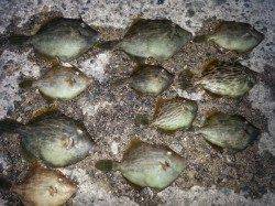 アジュール舞子～西舞子　サビキ＆ミャク釣りでカワハギ＆アジ