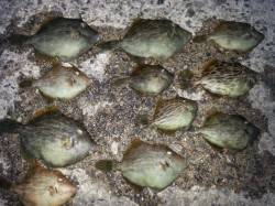 アジュール舞子～西舞子　サビキ＆ミャク釣り…