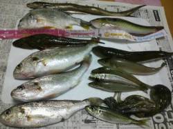 網干港で投げ釣り、アカイソメに魚種豊富なア…