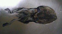 白灯台にてシーバス狙い後のエギング