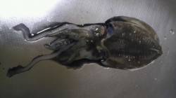 白灯台にてシーバス狙い後のエギング