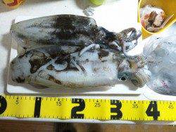 アジュール舞子～西舞子　エギングでアオリイカのキロオーバー！