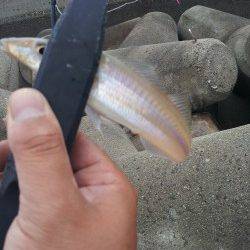 明神でちょい投げ、午前中だけでキス23匹