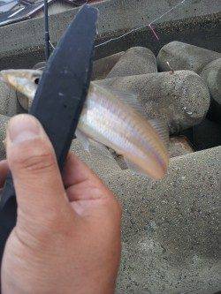 明神でちょい投げ、午前中だけでキス23匹