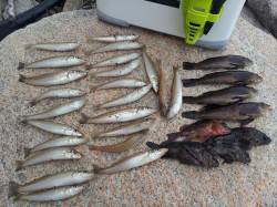 明神でちょい投げ、午前中だけでキス23匹