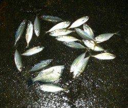 舞洲　早朝アジング釣行　アジは高活性！　今後はサイズも期待