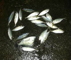 舞洲　早朝アジング釣行　アジは高活性！　今…