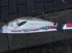 フカセで良型が釣れました♪　チヌのほかスズキも