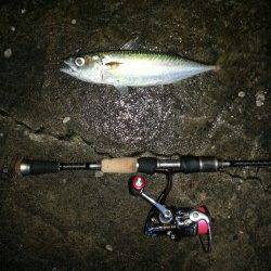 舞洲　早朝アジング釣行　アジは高活性！　今後はサイズも期待