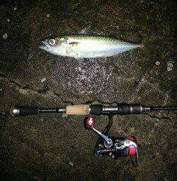 舞洲　早朝アジング釣行　アジは高活性！　今後はサイズも期待