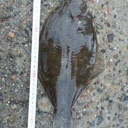 明石一文字へ投げ釣り釣行　２投目でカレイ35㎝