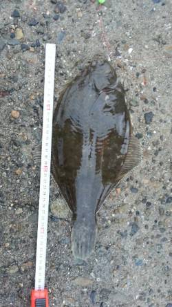 明石一文字へ投げ釣り釣行　２投目でカレイ3…