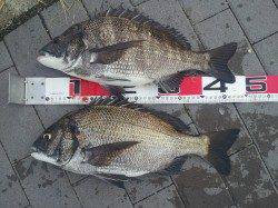 フカセで良型が釣れました♪　チヌのほかスズキも