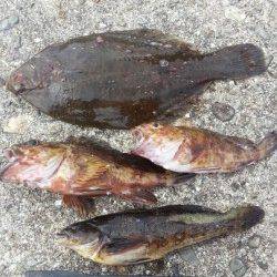 明石一文字へ投げ釣り釣行　２投目でカレイ35㎝