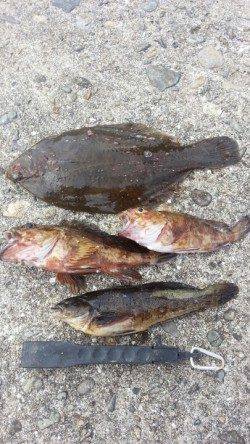 明石一文字へ投げ釣り釣行　２投目でカレイ35㎝