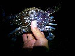 良型のアナゴ狙いにたく１６時～１９時半まで明石港へ