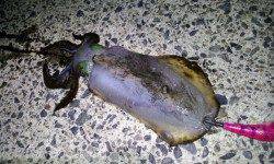 伊根エリアでエギング、アオリ&ケンサキの釣果