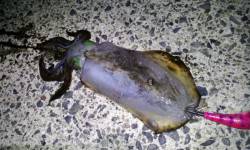 伊根エリアでエギング、アオリ＆ケンサキの釣…