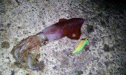 伊根エリアでエギング、アオリ&ケンサキの釣果