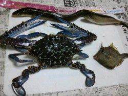 良型のアナゴ狙いにたく１６時～１９時半まで明石港へ