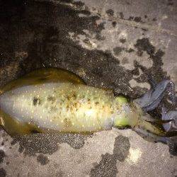 新波止ベランダでエギング、1投目でアオリイカHIT