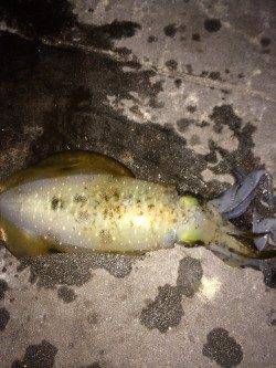 新波止ベランダでエギング、1投目でアオリイカHIT