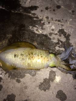 新波止ベランダでエギング、1投目でアオリイ…