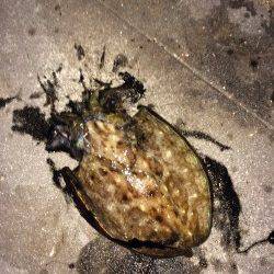 新波止ベランダでエギング、1投目でアオリイカHIT