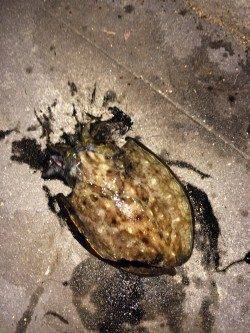 新波止ベランダでエギング、1投目でアオリイカHIT