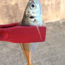 楽しさ2倍返しだ! 南芦屋浜のアジ&タチウオ