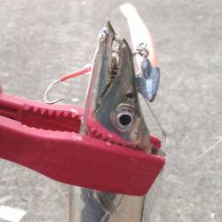 楽しさ２倍返しだ！ 南芦屋浜のアジ＆タチウ…