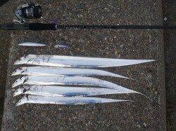 本荘人工島、ルアーでタチウオの釣果