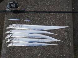 本荘人工島、ルアーでタチウオの釣果