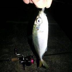 舞洲でのアジング　キビレとアジの釣果