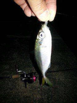 舞洲でのアジング　キビレとアジの釣果