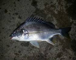 舞洲でのアジング　キビレとアジの釣果